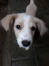 Close-up portrait of dog