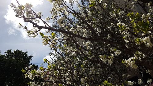 Low angle view of cherry blossoms against sky