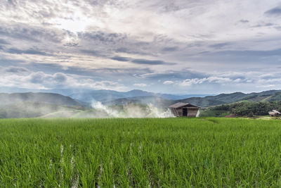 Scenic view of agricultural field against sky