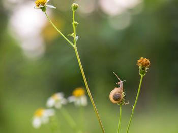 Close-up of insect on flower