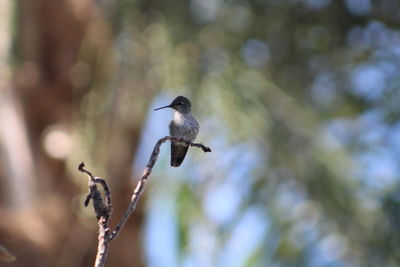 Hummingbird perching on a tree