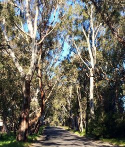 Empty road along trees