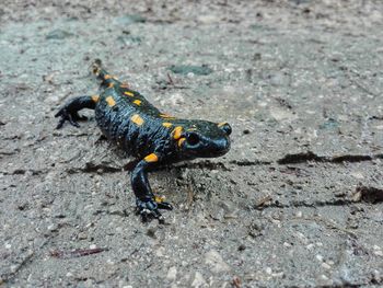 High angle view of lizard on land