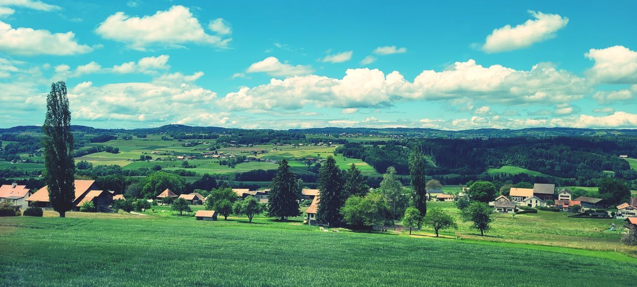 TREES ON FIELD AGAINST SKY