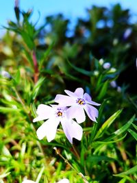 Close-up of white flowering plant