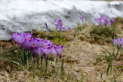 Close-up of purple crocus blooming on field