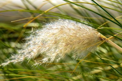 Close-up of dandelion on field