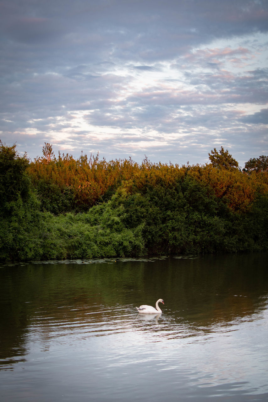 reflection, water, nature, animal themes, animal, animal wildlife, tree, river, wildlife, plant, bird, sky, morning, beauty in nature, one animal, no people, cloud, swimming, tranquility, scenics - nature, environment, body of water, outdoors, forest, autumn, mammal, leaf, tranquil scene, reservoir, landscape, travel destinations, water bird, pond, day, wetland, shore, non-urban scene, wilderness