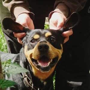 Portrait of person holding dog