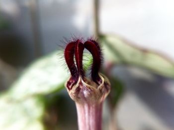 Close-up of plant against blurred background