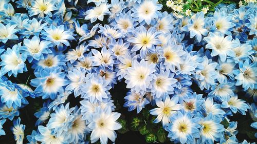 Close-up of white flowers blooming in field