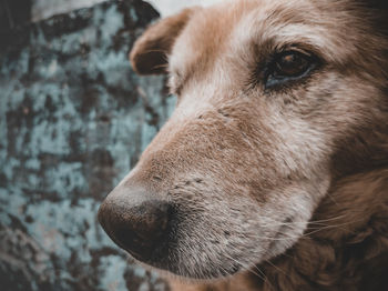 Close-up of dog looking away