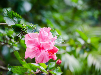 Close-up of pink hibiscus blooming outdoors