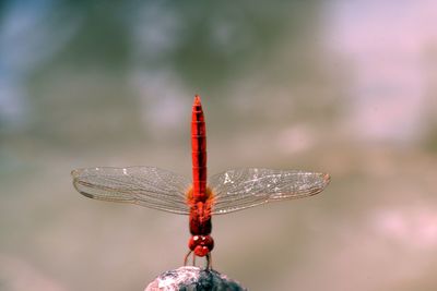 Close-up of dragonfly perching on twig