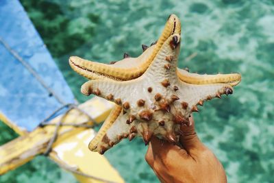 Close-up of a hand holding a animal