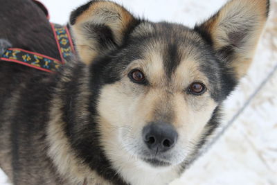 Close-up portrait of dog