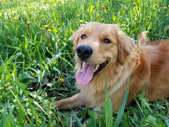 Dog looking away on field