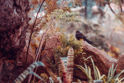 Bird perching on a tree