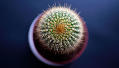 Close-up of succulent plant against black background