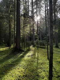 High angle view of trees in forest