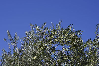 Low angle view of flowering plants against clear blue sky