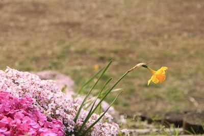 Close-up of pink flower