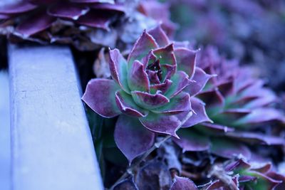 Close-up of purple flowering plant