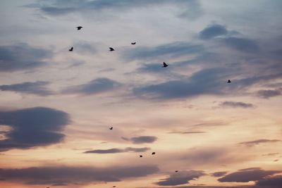 Low angle view of birds flying in sky