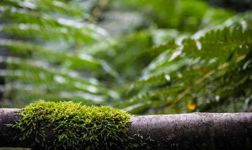 Close-up of plants against blurred background