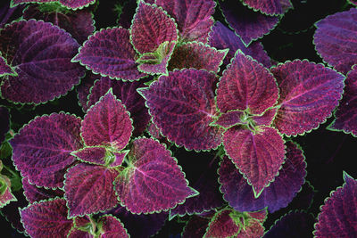 Full frame shot of pink flowering plant leaves