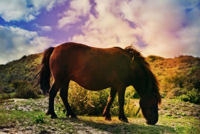 Horse standing in a field