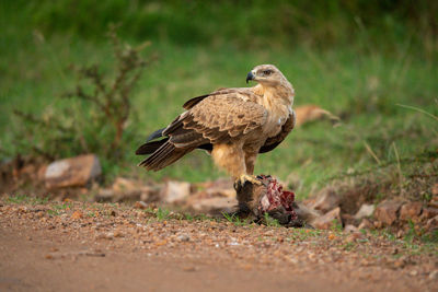 Close-up of bird perching on a field