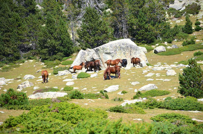 Group of people on land against trees