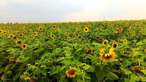 Close-up of plants growing on field against sky