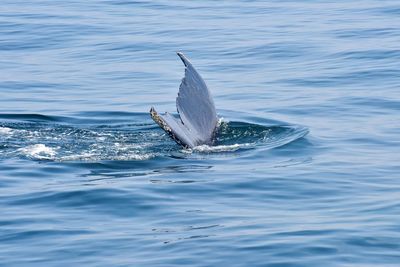 Humpback whale tail diving in the atlantic ocean