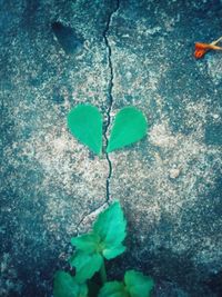 Close-up of heart shape on plant