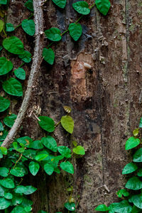 Full frame shot of tree trunk