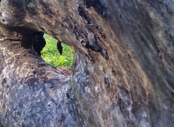 Close-up of lizard on rock in cave