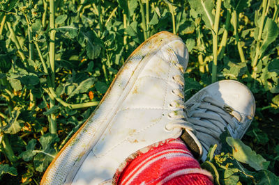 Low section of man wearing shoes on plants