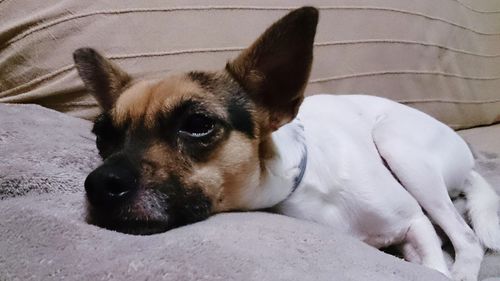 Close-up of a dog resting on bed