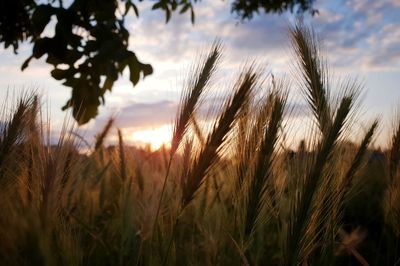 Close-up of stalks in field against sunset sky