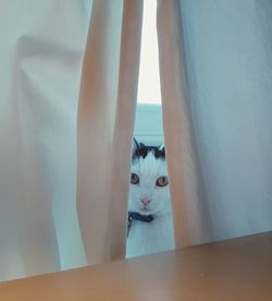 Portrait of cat hiding behind curtain