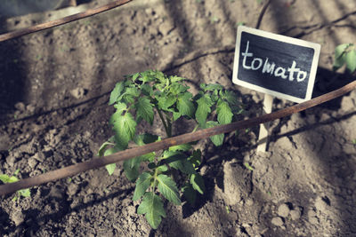 High angle view of text on plant