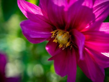 Close-up of bee pollinating on pink flower