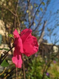 Close-up of pink rose flower