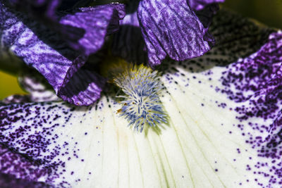 Close-up of purple flowering plant