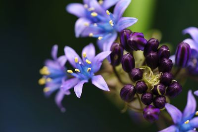 Close-up of purple flowers blooming