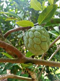 Close-up of fruit growing on tree