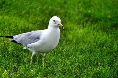 Close-up of bird perching on grass