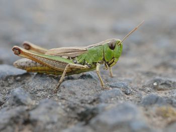 Close-up of grasshopper on rock